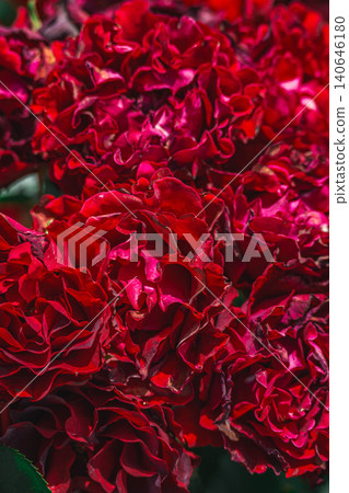 A vibrant and beautiful deep red rose A vibrant and beautiful deep red rose 140646180