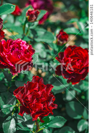 A vibrant and beautiful deep red rose A vibrant and beautiful deep red rose 140646181