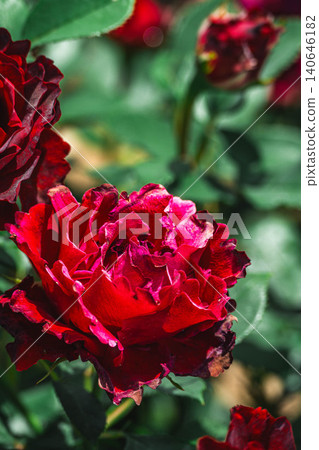 A vibrant and beautiful deep red rose A vibrant and beautiful deep red rose 140646182