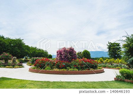 Beautiful roses in full bloom in the rose garden at Shinshu Sky Park in early summer. 140646193