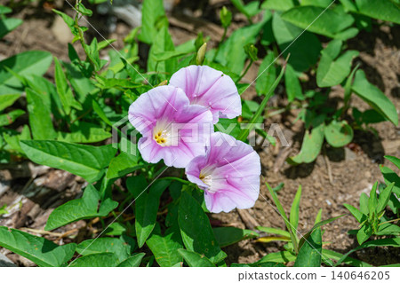 淡粉紅色的牽牛花在盛夏的陽光下盛開。 140646205