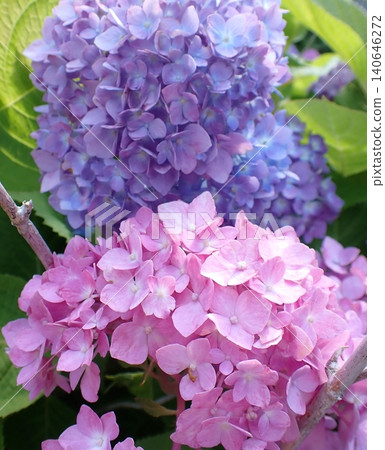 繡球花鎌倉 繡球花鎌倉 140646272