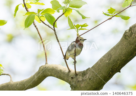 A white wild bird perched on a branch: a Common Starling 140646375