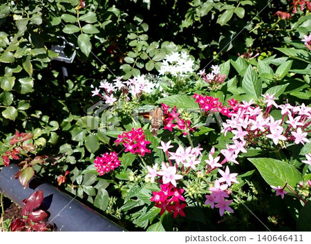 Hoshi hojaku and pentas Hoshi hojaku and pentas 140646411