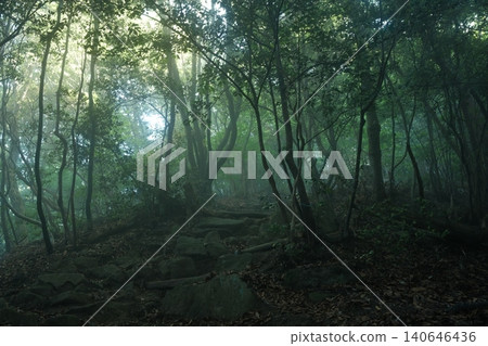 陽光透過潮濕的樹林灑下，構成了一幅靜謐的森林景象。 140646436