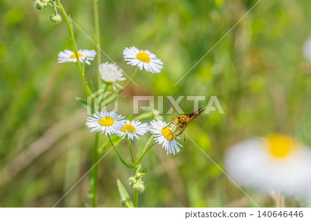 A skipper butterfly sucking nectar from a fleabane flower. 140646446