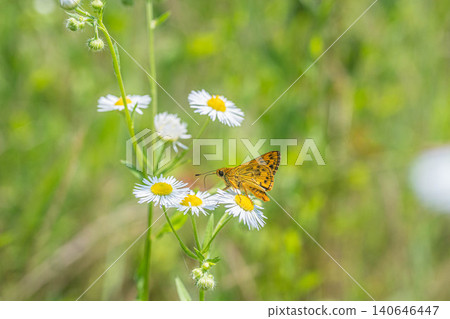 A skipper butterfly sucking nectar from a fleabane flower. A skipper butterfly sucking nectar from a fleabane flower. 140646447