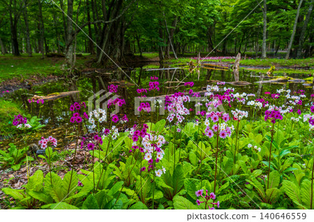 Primrose blooming at Senjugahama Beach, Lake Chuzenji, Oku-Nikko Primrose blooming at Senjugahama Beach, Lake Chuzenji, Oku-Nikko 140646559
