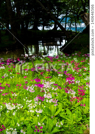 歐日光中禪寺湖仙手濱海灘盛開的報春花 歐日光中禪寺湖仙手濱海灘盛開的報春花 140646566
