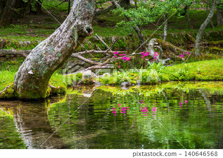 歐日光中禪寺湖仙手濱海灘盛開的報春花 歐日光中禪寺湖仙手濱海灘盛開的報春花 140646568