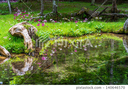 Primrose blooming at Senjugahama Beach, Lake Chuzenji, Oku-Nikko Primrose blooming at Senjugahama Beach, Lake Chuzenji, Oku-Nikko 140646570