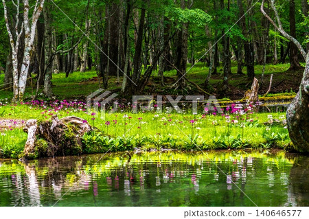Primrose blooming at Senjugahama Beach, Lake Chuzenji, Oku-Nikko Primrose blooming at Senjugahama Beach, Lake Chuzenji, Oku-Nikko 140646577