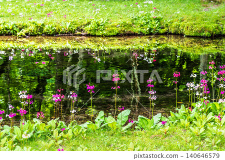 Primrose blooming at Senjugahama Beach, Lake Chuzenji, Oku-Nikko Primrose blooming at Senjugahama Beach, Lake Chuzenji, Oku-Nikko 140646579