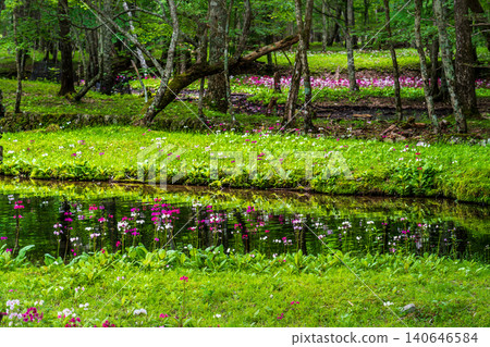 Primrose blooming at Senjugahama Beach, Lake Chuzenji, Oku-Nikko Primrose blooming at Senjugahama Beach, Lake Chuzenji, Oku-Nikko 140646584