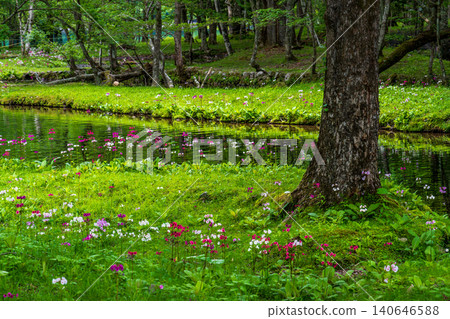 Primrose blooming at Senjugahama Beach, Lake Chuzenji, Oku-Nikko Primrose blooming at Senjugahama Beach, Lake Chuzenji, Oku-Nikko 140646588