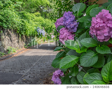 「飛鳥小徑」和花園小徑兩旁繡球花盛開 140646608