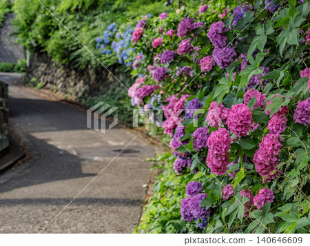 盛開的繡球花裝飾著「飛鳥小徑」。 盛開的繡球花裝飾著「飛鳥小徑」。 140646609