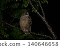 Blakiston's fish owl ⑭ (Hokkaido) 140646658
