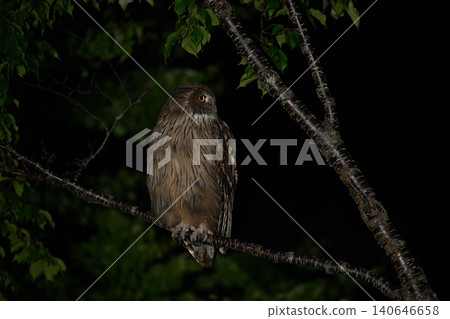 Blakiston's fish owl ⑭ (Hokkaido) 140646658