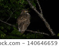 Blakiston's fish owl ⑮ (Hokkaido) 140646659
