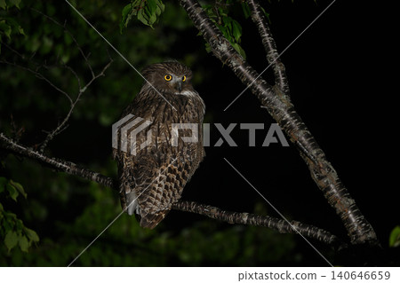 Blakiston's fish owl ⑮ (Hokkaido) 140646659