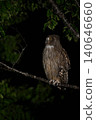 Blakiston's fish owl 16 (Hokkaido) 140646660