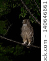Blakiston's fish owl ⑰ (Hokkaido) 140646661