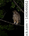 Blakiston's fish owl 18 (Hokkaido) 140646662