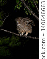 Blakiston's fish owl (19) (Hokkaido) 140646663