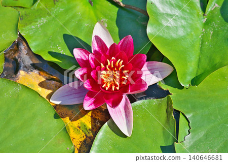 Red water lily flowers (spring, May) Red water lily flowers (spring, May) 140646681
