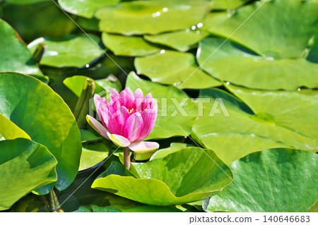 紅色睡蓮花(春季,五月) 紅色睡蓮花(春季,五月) 140646683
