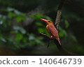 Ruddy Kingfisher ③ (Aomori Prefecture) 140646739