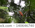 Ruddy Kingfisher ④ (Aomori Prefecture) 140646740