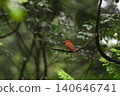 Ruddy Kingfisher ⑤ (Aomori Prefecture) 140646741