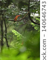 Ruddy Kingfisher #7 (Aomori Prefecture) 140646743