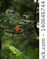 Ruddy Kingfisher ⑧ (Aomori Prefecture) 140646744