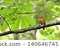 Ruddy Kingfisher ⑨ (Aomori Prefecture) 140646745