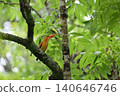 Ruddy Kingfisher ⑩ (Aomori Prefecture) 140646746