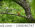 Ruddy Kingfisher ⑪ (Aomori Prefecture) 140646747