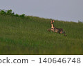 Ezo deer 131 (Hokkaido) 140646748