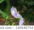 The translucent petals of the spiderwort 140646754