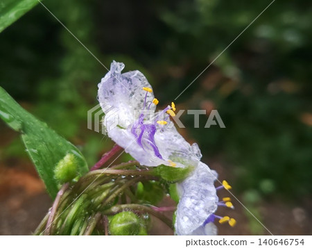 The translucent petals of the spiderwort The translucent petals of the spiderwort 140646754