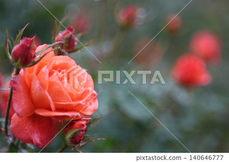 autumn roses in the rain autumn roses in the rain 140646777