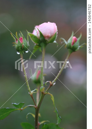 秋雨中的玫瑰 秋雨中的玫瑰 140646782