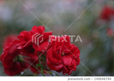 autumn roses in the rain autumn roses in the rain 140646784
