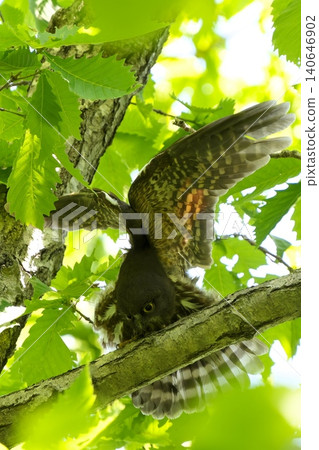 A brown hawk-owl with its wings spread 140646902