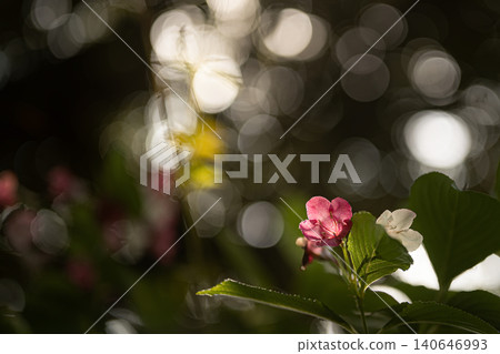 The delicate flowers of the Weigela florida, with their beautiful bokeh effect from sunlight filtering through the trees. The delicate flowers of the Weigela florida, with their beautiful bokeh effect from sunlight filtering through the trees. 140646993