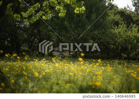 A peaceful park scene with benches in the shade of trees and fields of yellow flowers. A peaceful park scene with benches in the shade of trees and fields of yellow flowers. 140646995