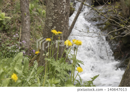 Dandelions blooming near forest creek waterfall in spring 140647013