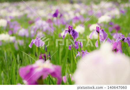 Beppu Kagurame Lake: Iris Garden on a Rainy Day Beppu Kagurame Lake: Iris Garden on a Rainy Day 140647060